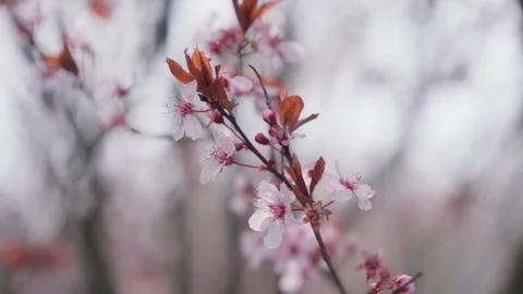 Spring Cherry Blossoms In Bloom Tree Macro Close Up Wide Stock-Footage 266449940