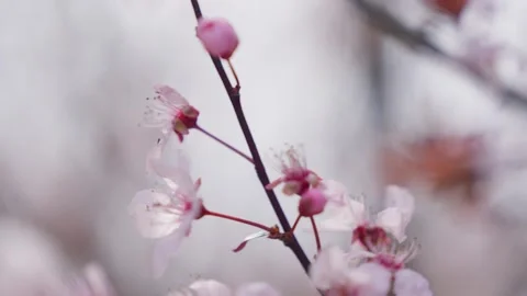 Spring Cherry Blossoms In Bloom Tree Macro Close Up Wide 動画素材 266449950