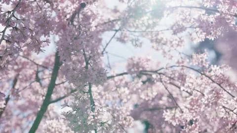 Spring Cherry Blossoms In Bloom Tree Macro Close Up Wide 库存影片 266449952
