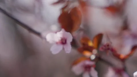 Spring Cherry Blossoms In Bloom Tree Macro Close Up Wide 動画素材 266449961