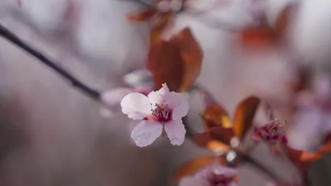 Spring Cherry Blossoms In Bloom Tree Macro Close Up Wide Video stock 266449966