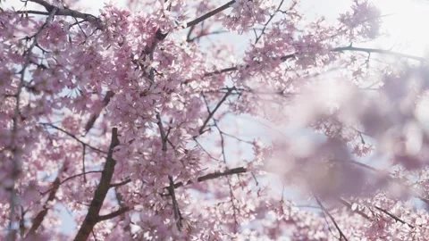 Spring Cherry Blossoms In Bloom Tree Macro Close Up Wide Stock-Footage 266449969