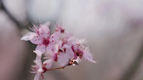 Spring Cherry Blossoms In Bloom Tree Macro Close Up Wide Видео 266449989