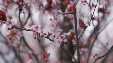 Spring Cherry Blossoms In Bloom Tree Macro Close Up Wide Stock Footage 266449995