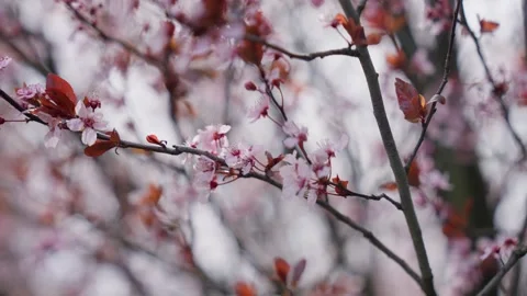 Spring Cherry Blossoms In Bloom Tree Macro Close Up Wide Видео 266449998
