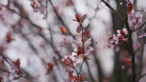 Spring Cherry Blossoms In Bloom Tree Macro Close Up Wide Stockbeeldmateriaal 266450000