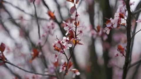 Spring Cherry Blossoms In Bloom Tree Macro Close Up Wide Stockbeeldmateriaal 266450004