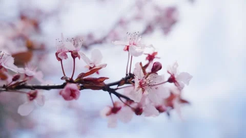 Spring Cherry Blossoms In Bloom Tree Macro Close Up Wide 스톡 동영상 266450023