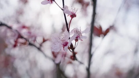 Spring Cherry Blossoms In Bloom Tree Macro Close Up Wide Видео 266450029