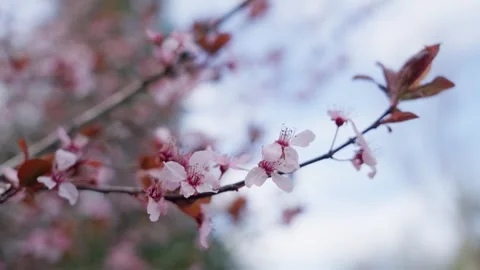 Spring Cherry Blossoms In Bloom Tree Macro Close Up Wide Stock-Footage 266450033
