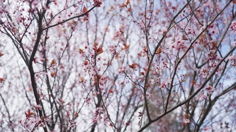Spring Cherry Blossoms In Bloom Tree Macro Close Up Wide Video stock 266450052