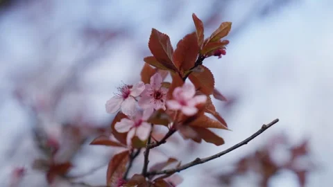 Spring Cherry Blossoms In Bloom Tree Macro Close Up Wide Stock Footage 266450061