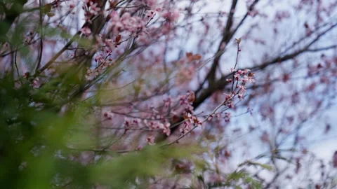 Spring Cherry Blossoms In Bloom Tree Macro Close Up Wide Vídeo Stock 266450073