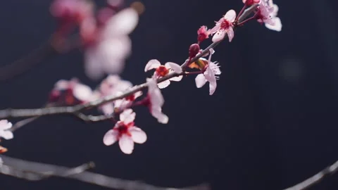 Spring Cherry Blossoms In Bloom Tree Macro Close Up Wide Vidéo 266450074