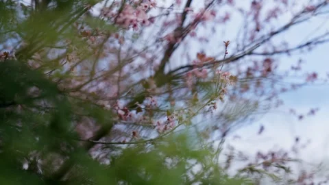Spring Cherry Blossoms In Bloom Tree Macro Close Up Wide Stock Footage 266450079