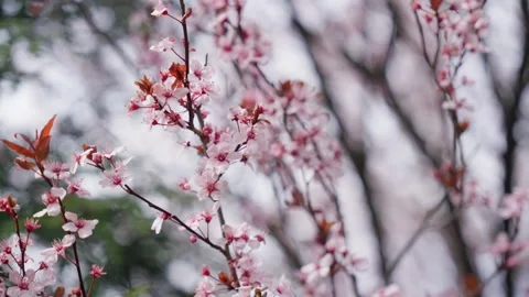 Spring Cherry Blossoms In Bloom Tree Macro Close Up Wide Stock Footage 266450095