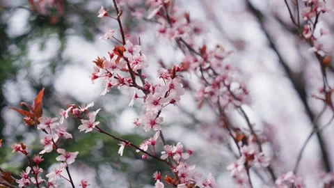 Spring Cherry Blossoms In Bloom Tree Macro Close Up Wide Video stock 266450096