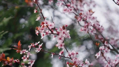 Spring Cherry Blossoms In Bloom Tree Macro Close Up Wide Vidéo 266450099
