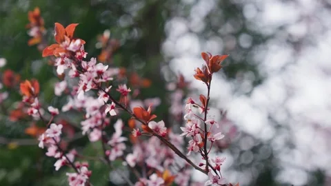 Spring Cherry Blossoms In Bloom Tree Macro Close Up Wide 動画素材 266450150