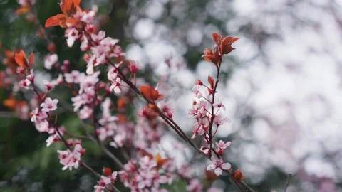 Spring Cherry Blossoms In Bloom Tree Macro Close Up Wide Video stock 266450151