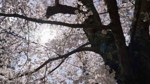 Spring Cherry Blossoms In Bloom Tree Macro Close Up Wide Vidéo 266450182