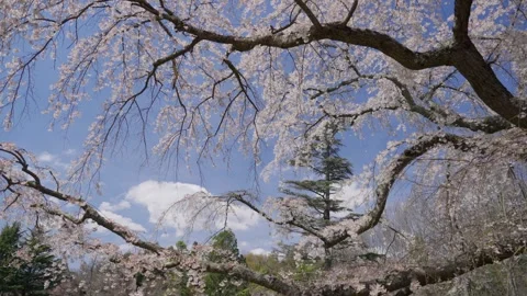 Spring Cherry Blossoms In Bloom Tree Macro Close Up Wide Video stock 266450197