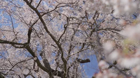 Spring Cherry Blossoms In Bloom Tree Macro Close Up Wide Vídeo Stock 266450198