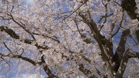 Spring Cherry Blossoms In Bloom Tree Macro Close Up Wide 库存影片 266450201