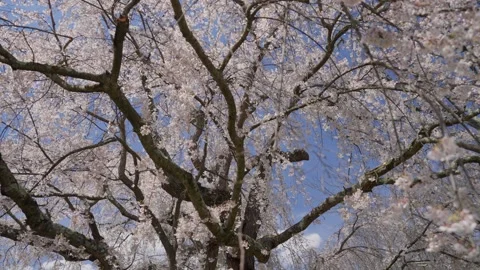 Spring Cherry Blossoms In Bloom Tree Macro Close Up Wide Stockbeeldmateriaal 266450202