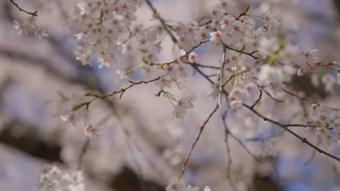Spring Cherry Blossoms In Bloom Tree Macro Close Up Wide 스톡 동영상 266450208