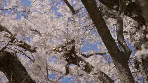 Spring Cherry Blossoms In Bloom Tree Macro Close Up Wide Vídeo Stock 266450227