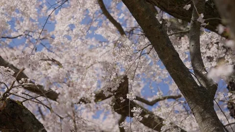 Spring Cherry Blossoms In Bloom Tree Macro Close Up Wide Video stock 266450232