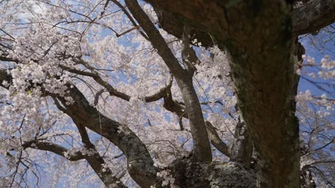 Spring Cherry Blossoms In Bloom Tree Macro Close Up Wide Stock Footage 266450233