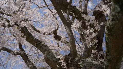 Spring Cherry Blossoms In Bloom Tree Macro Close Up Wide 動画素材 266450240