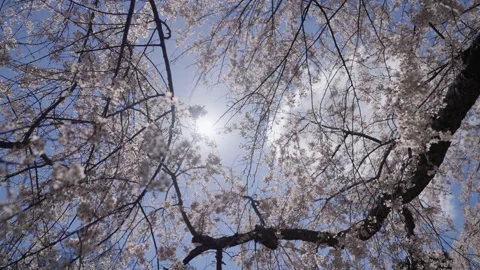 Spring Cherry Blossoms In Bloom Tree Macro Close Up Wide Vidéo 266450264