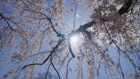 Spring Cherry Blossoms In Bloom Tree Macro Close Up Wide 動画素材 266450268