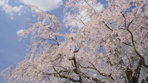Spring Cherry Blossoms In Bloom Tree Macro Close Up Wide Vidéo 266450269