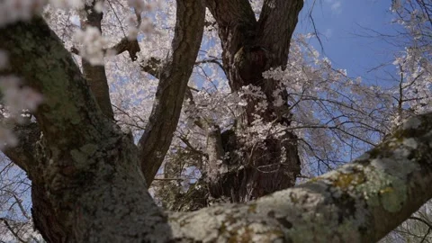 Spring Cherry Blossoms In Bloom Tree Macro Close Up Wide Vidéo 266450270