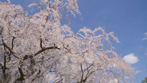 Spring Cherry Blossoms In Bloom Tree Macro Close Up Wide Video stock 266450301
