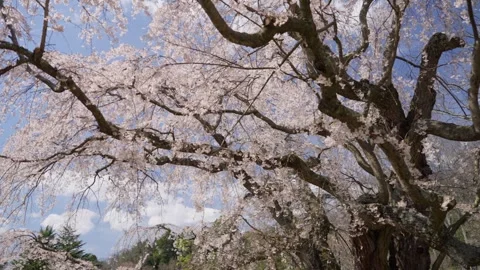 Spring Cherry Blossoms In Bloom Tree Macro Close Up Wide Stockbeeldmateriaal 266450308