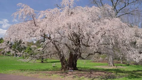 Spring Cherry Blossoms In Bloom Tree Macro Close Up Wide Stockbeeldmateriaal 266450309