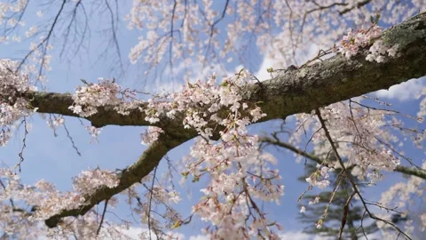 Spring Cherry Blossoms In Bloom Tree Macro Close Up Wide Stockbeeldmateriaal 266450676