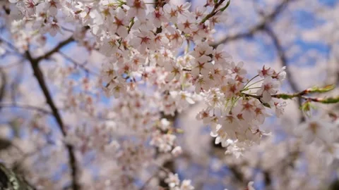 Spring Cherry Blossoms In Bloom Tree Macro Close Up Wide 库存影片 266450682
