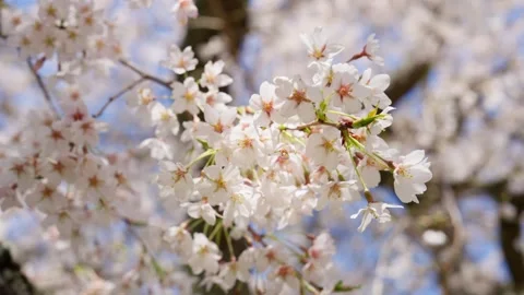 Spring Cherry Blossoms In Bloom Tree Macro Close Up Wide Видео 266450687