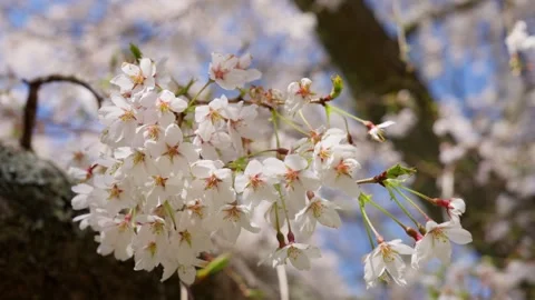 Spring Cherry Blossoms In Bloom Tree Macro Close Up Wide Video stock 266450689