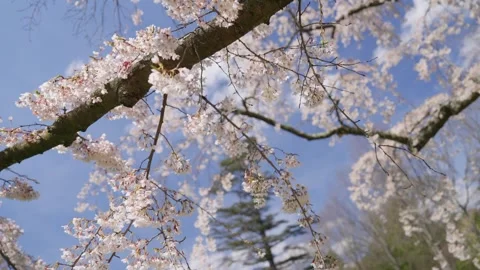 Spring Cherry Blossoms In Bloom Tree Macro Close Up Wide Video stock 266450692