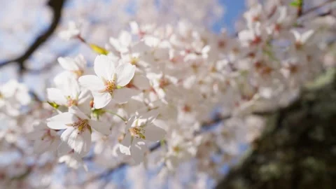 Spring Cherry Blossoms In Bloom Tree Macro Close Up Wide Vídeo Stock 266450708