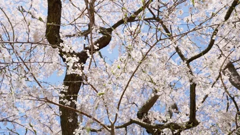 Spring Cherry Blossoms In Bloom Tree Macro Close Up Wide Stock-Footage 266450710