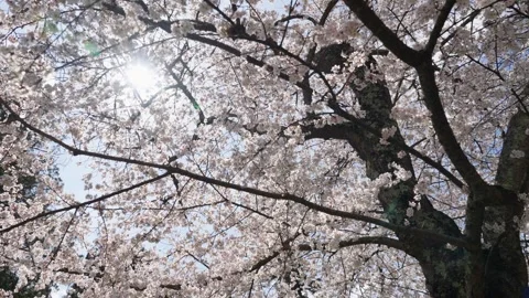 Spring Cherry Blossoms In Bloom Tree Macro Close Up Wide Stockbeeldmateriaal 266450713