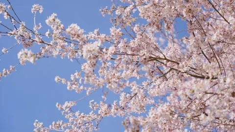 Spring Cherry Blossoms In Bloom Tree Macro Close Up Wide Stockbeeldmateriaal 266450714